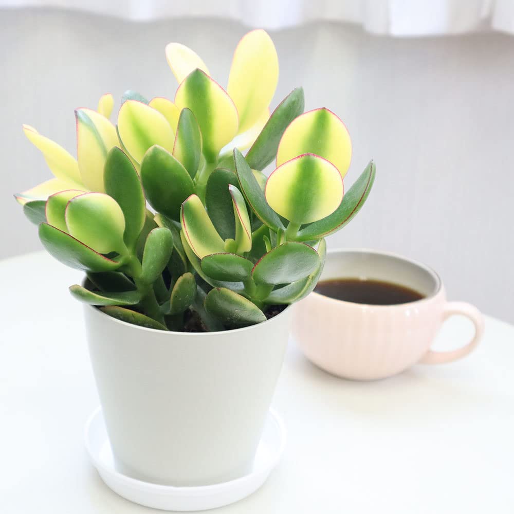 ❤️　❀金の成る木❀キャンバス小 楽天市場】金のなる木（花・ガーデン・DIY）の通販